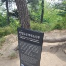 땅비사리 Daum카페