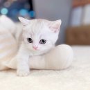 데려가개 | 광주고양이분양 데려가개 가족 만들기