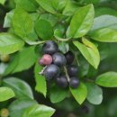 상동농장 이미지