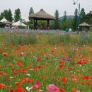 인천대공원, 양귀비꽃과 수레국화, 그리고 장미 이미지