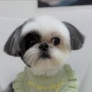 피카소 동물병원 미용 이미지