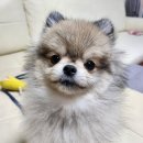 강아지눈물자국사료 마이펫닥터 NEW 티어스컨트롤 2.0 후기