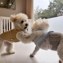 전주애견유치원 고마워복실아 이미지