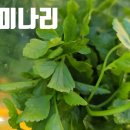 원동매화미나리집