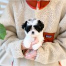 불당4로 | 천안 불당동 강아지분양 아이러브독 천안점 방문 후기