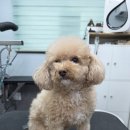 블루밍독 이미지