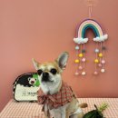 댓츠댕댕스쿨 이미지