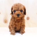 말랑말랑 이미지