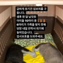 어느 촬영팀에서 강아지 10마리를 한꺼번에 입양해서 촬영 ‘직후’ 파양함 이미지