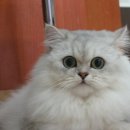 오드리 애견미용실 이미지