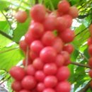 유황농장 이미지