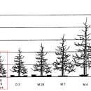 1~2월 과원관리 요령(사과)-2.사과대목 이미지