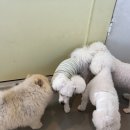 포우 파라다이스 이미지