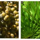 사군자의약품 이미지