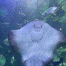 아싸가오리 이미지