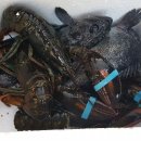 왜관ic실내바다낚시터 이미지