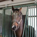 녹원목장 이미지