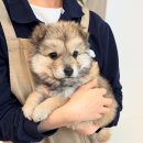 경의 | 대흥역 포인핸드 경의숲점 유기견 카페 방문 후기, 아쉬웠던 점까지