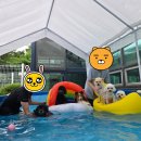 드림애견학교 이미지