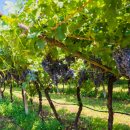 포도나무 이미지