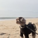 베베시앙 이미지