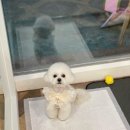 빵독 반려미용실 이미지