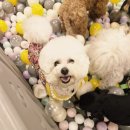 헬로멍뭉 이미지