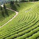 초록잎이 펼치는 세상 이미지