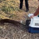 수달 화장실 이미지