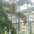 여우꼬리 이미지