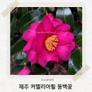 (주)나우렌트카 | 내돈내산 카멜리아힐 12월 동백꽃시즌 후기 입장료 포함