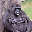 고릴라 이미지