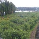 서호동-19 이미지