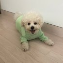 깨끗한 사람들 | 산책샴푸 무향으로 보습까지 오래가는 깨끗한 강아지 발세척 에르모사펫 후기