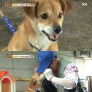 동물농장 이미지