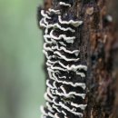 구름송편버섯 Trametes versicolor (L.) Llyod 이미지