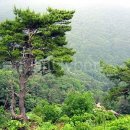 송죽 이미지