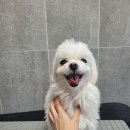 보라애견 이미지