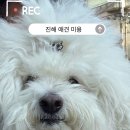 꽃내음나개 이미지