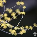 산수유 이미지