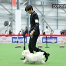 꼬똥몽드 네이버블로그