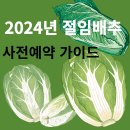 괴산G마트 | 2024년 절임배추 사전예약 가이드 사전 예약 가능 사이트 가격 정보 구매팁