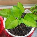 초일농장 이미지