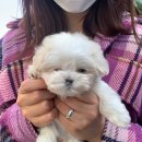 펫밀리샵 이미지