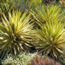 Yucca gloriosa L. (including Yucca recurvifolia 이미지