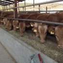 한우친구들 이미지