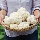 퍼진궁뎅이 이미지