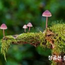 1545 Daum카페