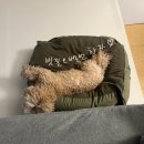 퍼플댕댕 이미지