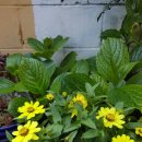 꽃보다 강쥐 이미지